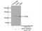 Ubiquitin Specific Peptidase 11 antibody, 22340-1-AP, Proteintech Group, Immunoprecipitation image 