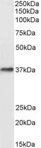 Fy antibody, GTX89467, GeneTex, Western Blot image 