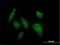 Acyl-CoA Thioesterase 8 antibody, H00010005-B01P, Novus Biologicals, Immunofluorescence image 