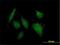 Acyl-coenzyme A thioesterase 8 antibody, H00010005-B01P, Novus Biologicals, Immunofluorescence image 