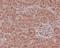 Renal NAD(P)H-oxidase antibody, M00403, Boster Biological Technology, Immunohistochemistry frozen image 