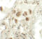 Ras association domain-containing protein 10 antibody, 6371, ProSci, Immunohistochemistry frozen image 