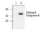 Caspase 9 antibody, ALX-210-816-C100, Enzo Life Sciences, Western Blot image 