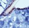Piezo2 antibody, PA5-72975, Invitrogen Antibodies, Immunohistochemistry frozen image 