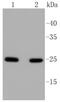 RAB5A, Member RAS Oncogene Family antibody, NBP2-67502, Novus Biologicals, Western Blot image 