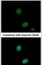 Ataxin 3 antibody, PA5-27391, Invitrogen Antibodies, Immunofluorescence image 
