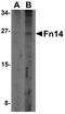 TNF Receptor Superfamily Member 12A antibody, LS-B605, Lifespan Biosciences, Western Blot image 