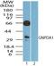 Glucosamine-6-Phosphate Deaminase 1 antibody, PA5-23241, Invitrogen Antibodies, Western Blot image 