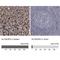 SLC9A3 Regulator 2 antibody, NBP1-84944, Novus Biologicals, Immunohistochemistry paraffin image 