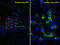 Surfactant Protein C antibody, abx026736, Abbexa, Immunofluorescence image 