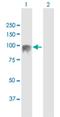 Ecotropic Viral Integration Site 5 Like antibody, H00115704-B01P, Novus Biologicals, Western Blot image 