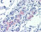 Claudin 1 antibody, 51-539, ProSci, Immunohistochemistry frozen image 
