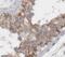 Tetratricopeptide Repeat Domain 31 antibody, FNab09081, FineTest, Immunohistochemistry frozen image 