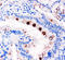 Trefoil Factor 1 antibody, LS-C312842, Lifespan Biosciences, Immunohistochemistry paraffin image 