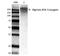 Alginate antibody, orb181890, Biorbyt, Western Blot image 