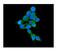 Catechol-O-Methyltransferase antibody, M00464, Boster Biological Technology, Immunofluorescence image 