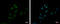 Zinc Finger Protein 550 antibody, GTX117305, GeneTex, Immunofluorescence image 