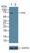 Heparanase antibody, LS-C294467, Lifespan Biosciences, Western Blot image 