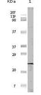 Eukaryotic Translation Initiation Factor 4E Binding Protein 1 antibody, MA5-15314, Invitrogen Antibodies, Western Blot image 