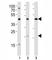 TGF beta antibody, F53036-0.4ML, NSJ Bioreagents, Western Blot image 
