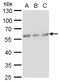 Calcium Binding And Coiled-Coil Domain 2 antibody, GTX630397, GeneTex, Western Blot image 