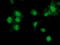 Signal Transducer And Activator Of Transcription 4 antibody, TA502878, Origene, Immunofluorescence image 