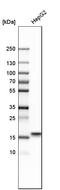 Mesencephalic Astrocyte Derived Neurotrophic Factor antibody, HPA011175, Atlas Antibodies, Western Blot image 