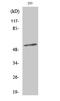 Synaptotagmin 1 antibody, A02314T202, Boster Biological Technology, Western Blot image 