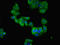T-Complex-Associated-Testis-Expressed 1 antibody, LS-C377663, Lifespan Biosciences, Immunofluorescence image 