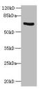 TNF Receptor Associated Factor 6 antibody, A54437-100, Epigentek, Western Blot image 