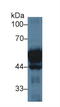 Keratin 20 antibody, MBS2027148, MyBioSource, Western Blot image 