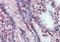 THEM6 antibody, orb96682, Biorbyt, Immunohistochemistry paraffin image 