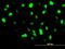 O75531 antibody, ab88464, Abcam, Immunofluorescence image 