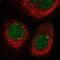 Cyclin Dependent Kinase Like 2 antibody, NBP1-82873, Novus Biologicals, Immunofluorescence image 