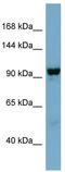 N-Deacetylase And N-Sulfotransferase 4 antibody, TA338611, Origene, Western Blot image 
