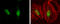 TEA Domain Transcription Factor 1 antibody, GTX632126, GeneTex, Immunofluorescence image 