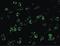 Inhibitor Of Nuclear Factor Kappa B Kinase Subunit Beta antibody, PA5-19916, Invitrogen Antibodies, Immunofluorescence image 