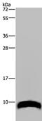 G Protein Subunit Gamma 2 antibody, PA5-50420, Invitrogen Antibodies, Western Blot image 