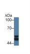 Glycogen Synthase Kinase 3 Alpha antibody, LS-C294294, Lifespan Biosciences, Western Blot image 