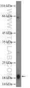 Mitochondrial Ribosomal Protein L54 antibody, 17683-1-AP, Proteintech Group, Western Blot image 