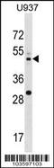 Mitogen-Activated Protein Kinase Kinase 2 antibody, 63-308, ProSci, Western Blot image 