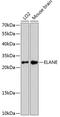 Elastase, Neutrophil Expressed antibody, 14-745, ProSci, Western Blot image 