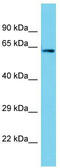 PTGES3L-AARSD1 antibody, TA330771, Origene, Western Blot image 