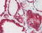 Lipin 3 antibody, MBS420903, MyBioSource, Immunohistochemistry paraffin image 