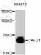 Caldesmon 1 antibody, abx125301, Abbexa, Western Blot image 