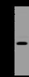 Mitochondrial Ribosomal Protein S2 antibody, 205129-T46, Sino Biological, Western Blot image 