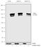 Inter-Alpha-Trypsin Inhibitor Heavy Chain 4 antibody, 720222, Invitrogen Antibodies, Western Blot image 