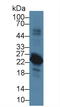 V-Set Pre-B Cell Surrogate Light Chain 1 antibody, LS-C314660, Lifespan Biosciences, Western Blot image 