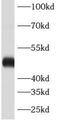 Ataxin 10 antibody, FNab00740, FineTest, Western Blot image 