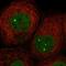 Zinc Finger Protein 8 antibody, HPA034797, Atlas Antibodies, Immunofluorescence image 